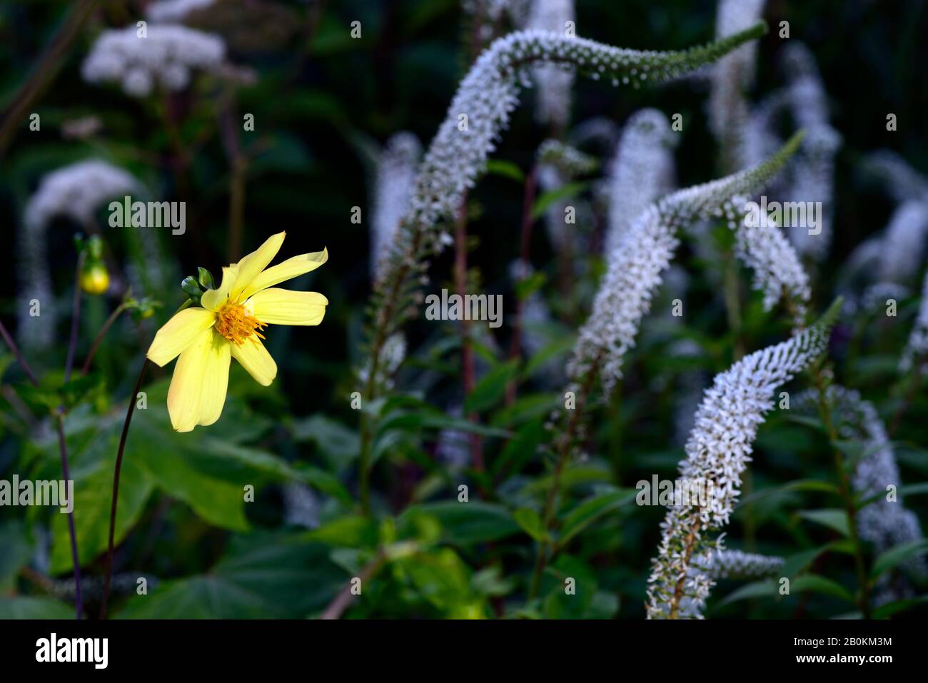 dahlia,single dahlias,seedling,yellow flowers,Lysimachia barystachys Huntingbrook,white flower,flowering,mixed planting scheme,RM floral Stock Photo