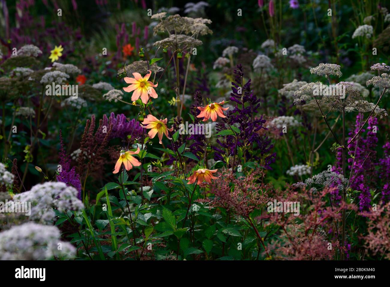 dahlia,single dahlias,seedling,coral,peach,orange,flowers,flower