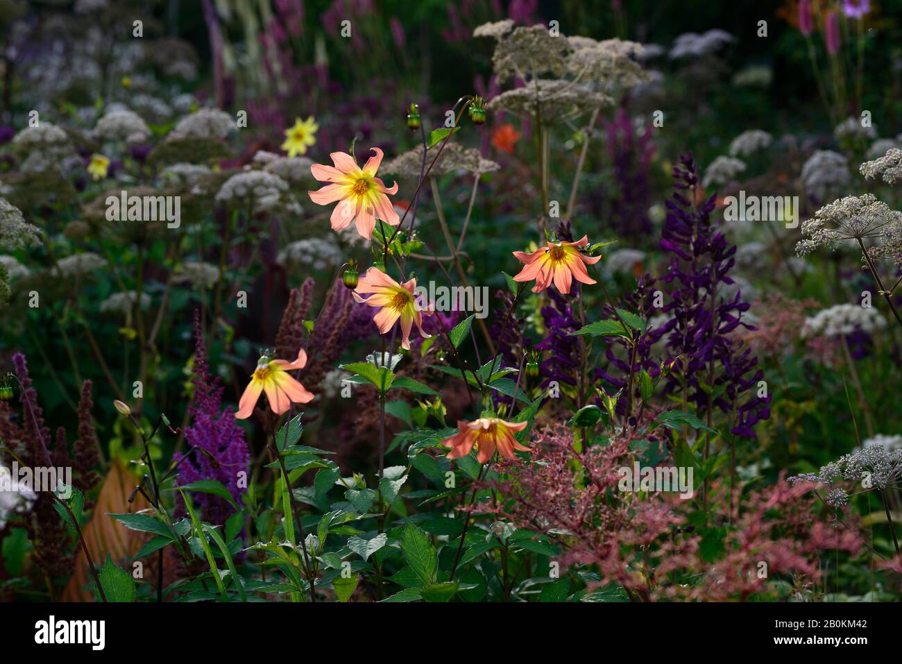 dahlia,single dahlias,seedling,coral,peach,orange,flowers,flower ...