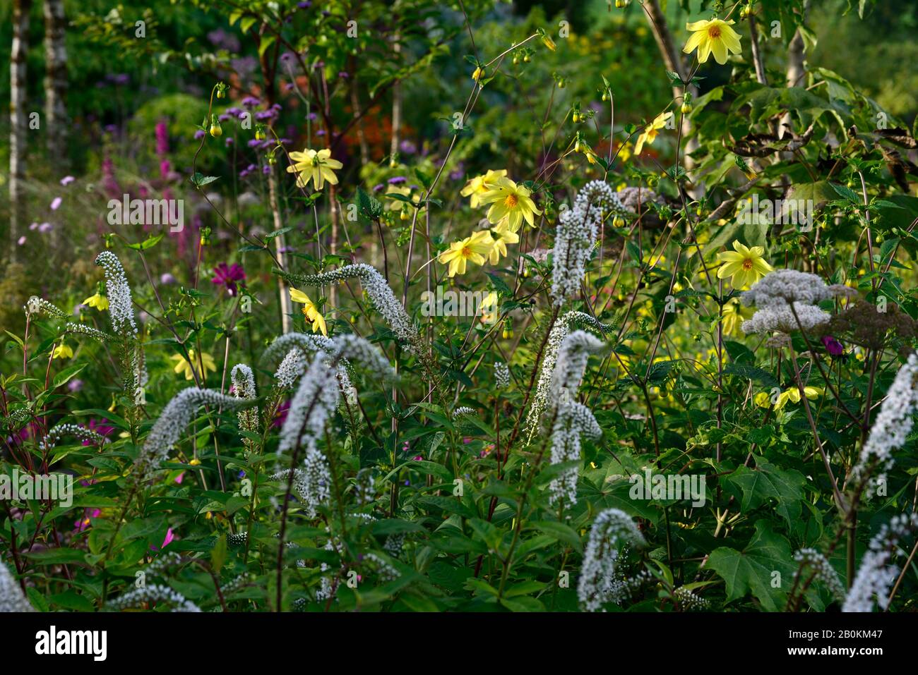 dahlia,single dahlias,seedling,yellow flowers,Lysimachia barystachys Huntingbrook,white flower,flowering,mixed planting scheme,RM floral Stock Photo