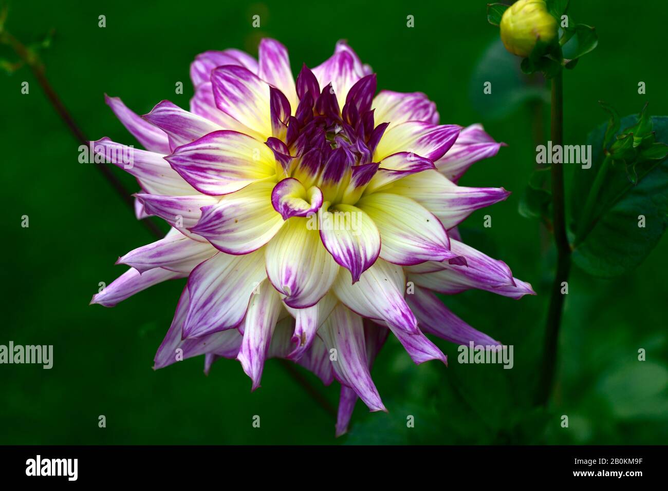 dahlia zoey rey,dahlias,cream with rose edges,flower,flowers,flowering,RM Floral Stock Photo