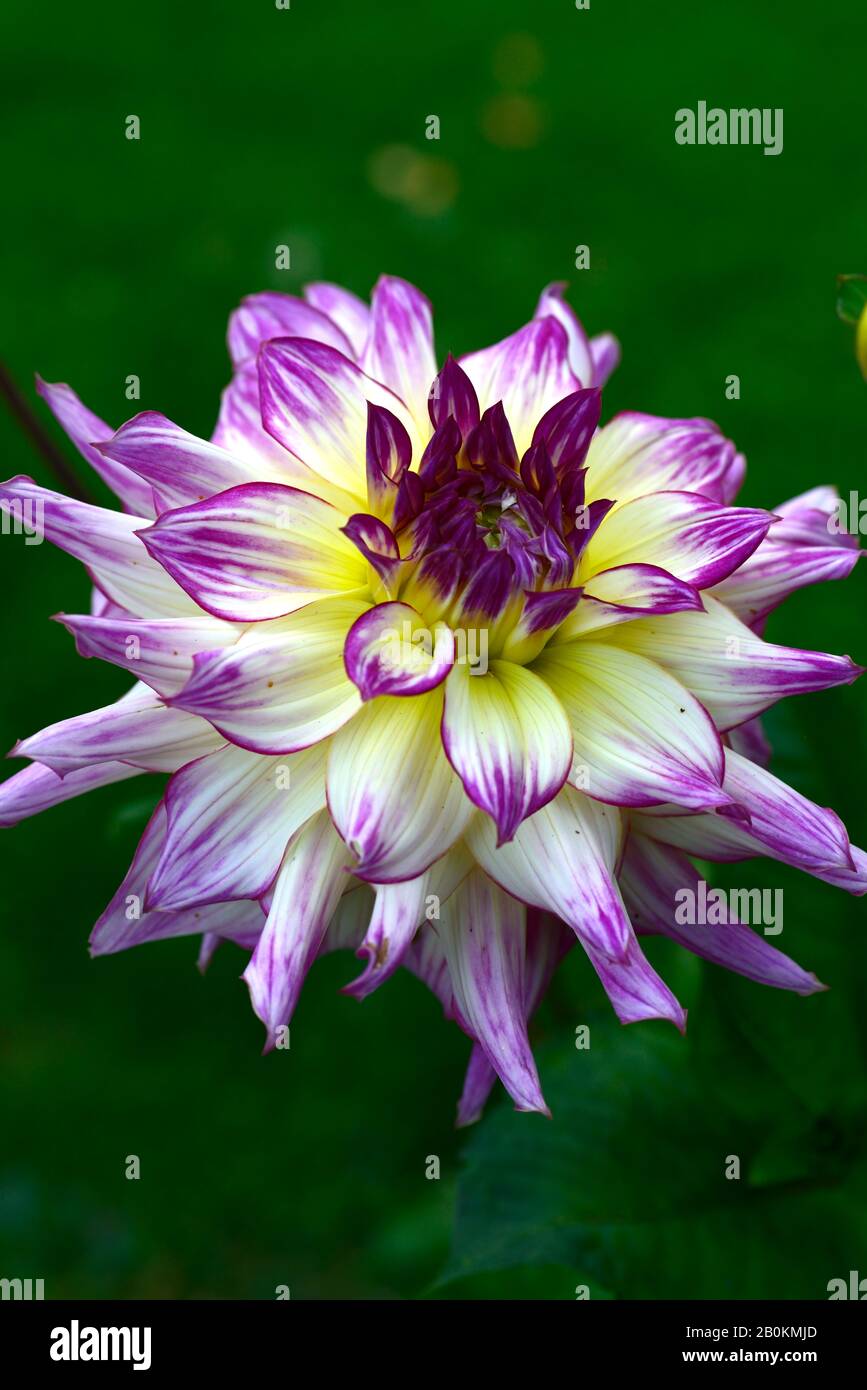 dahlia zoey rey,dahlias,cream with rose edges,flower,flowers,flowering,RM Floral Stock Photo