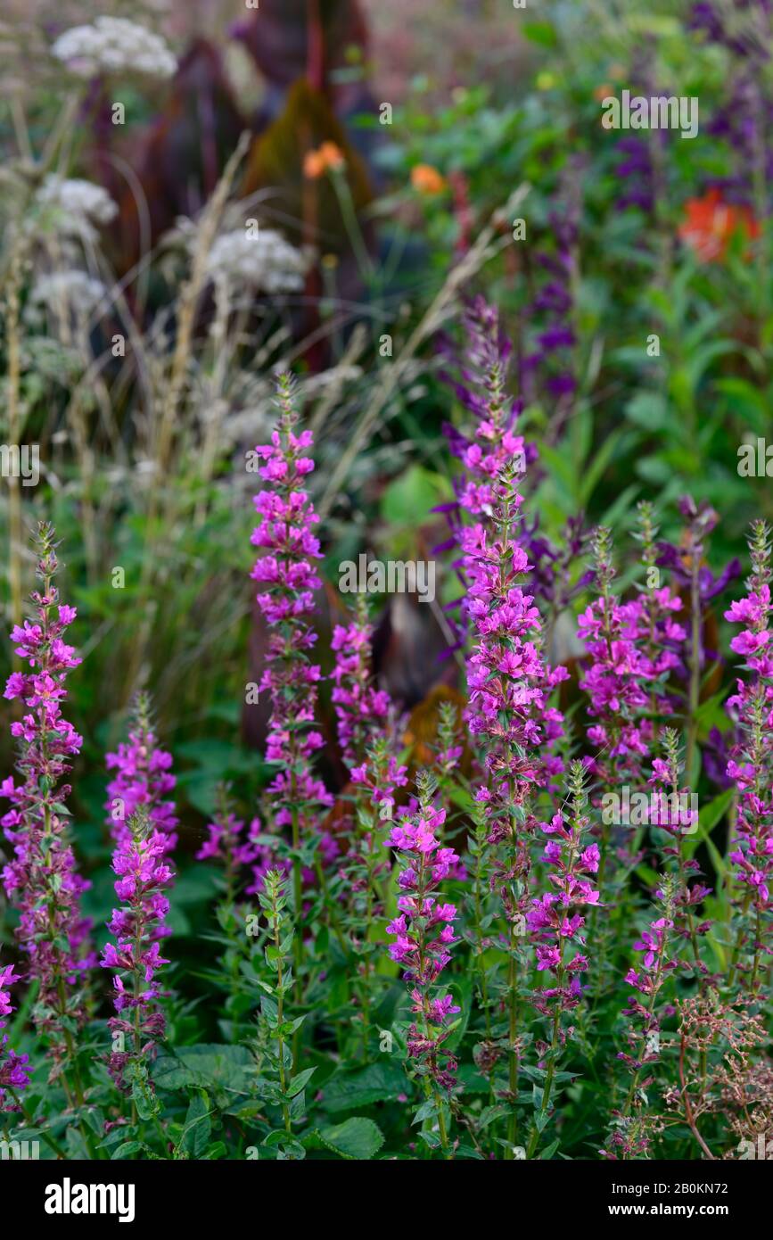 Lythrum virgatum Dropmore Purple,purple flowers,flower,flowering,purple border,hot border,perennial,garden,gardens,RM Floral Stock Photo