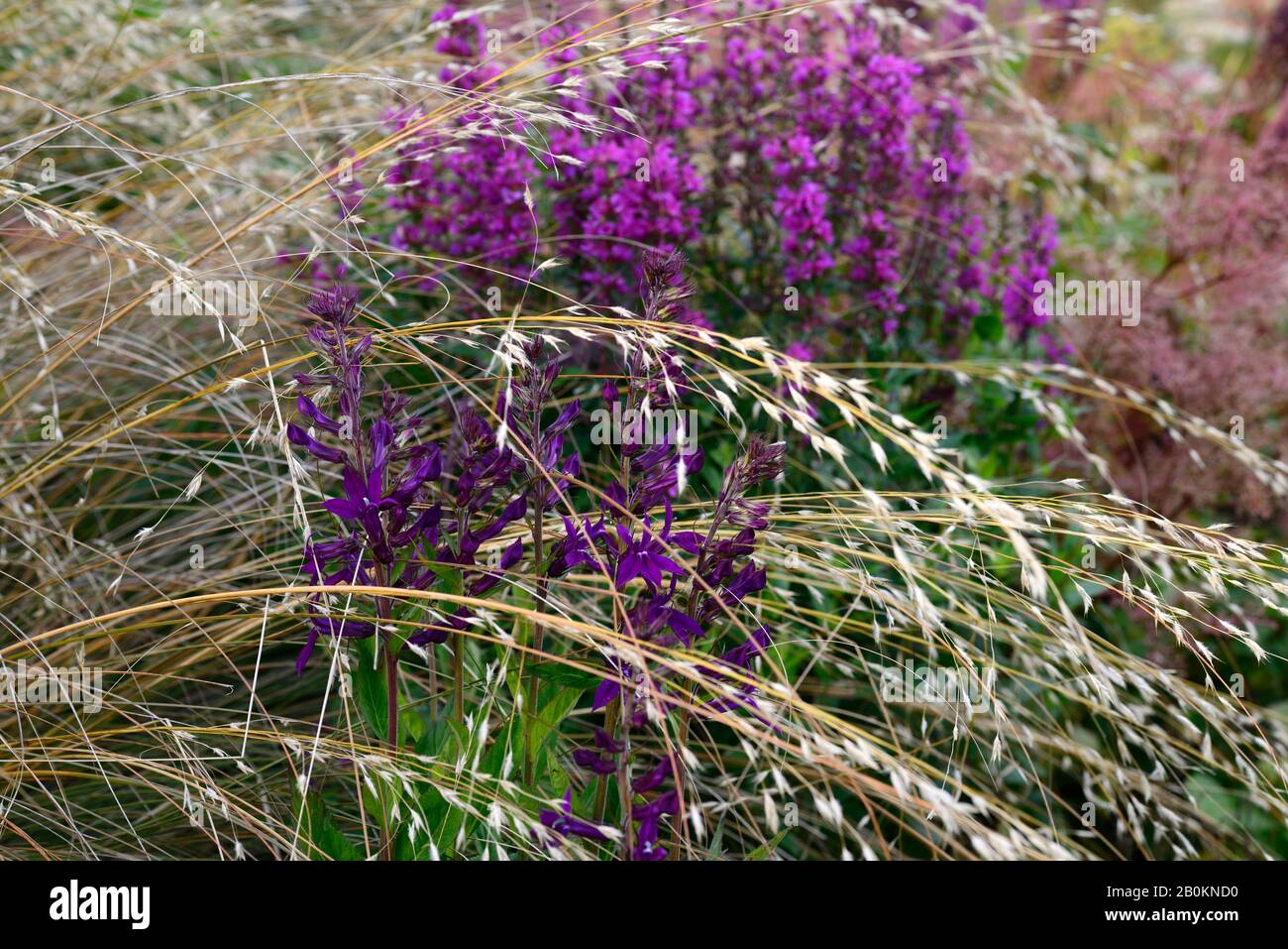 Lobelia x speciosa Hadspen Purple,Lythrum virgatum Dropmore Purple,stipa gigantea,purple flowers,flower,flowering,purple pink border,mixed border,gras Stock Photo