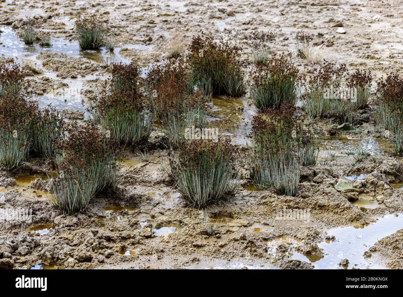 Small bushes growing in mud with small pools of water. Stock Photo