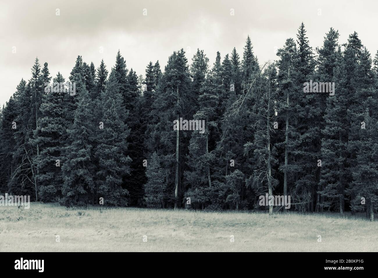 Field gives away to tall forest pine trees, black and white Stock Photo ...
