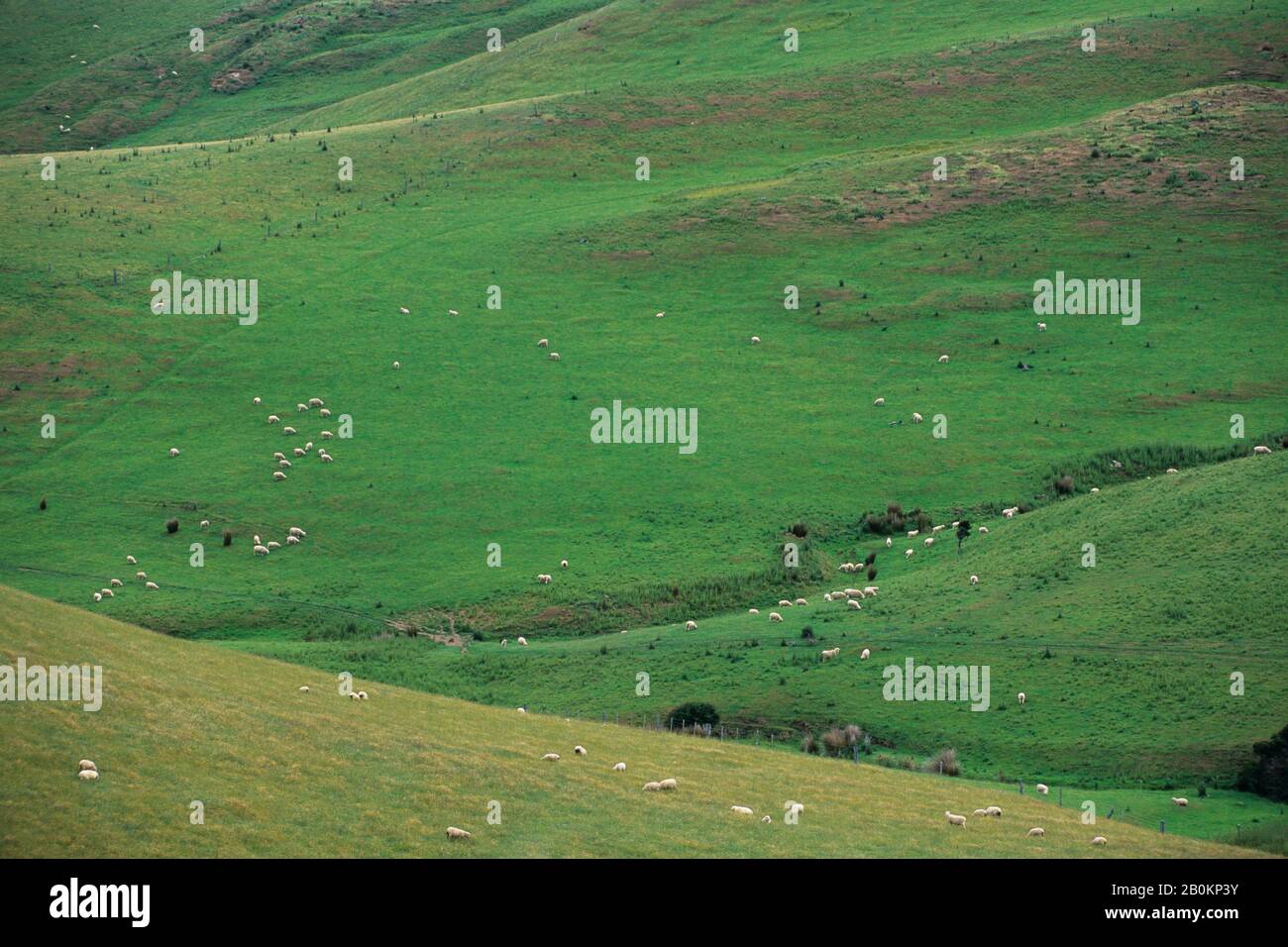 NEW ZEALAND, SOUTH ISLAND, NEAR DUNEDIN, OTAGO PENINSULA, SHEEP ON PASTURES Stock Photo