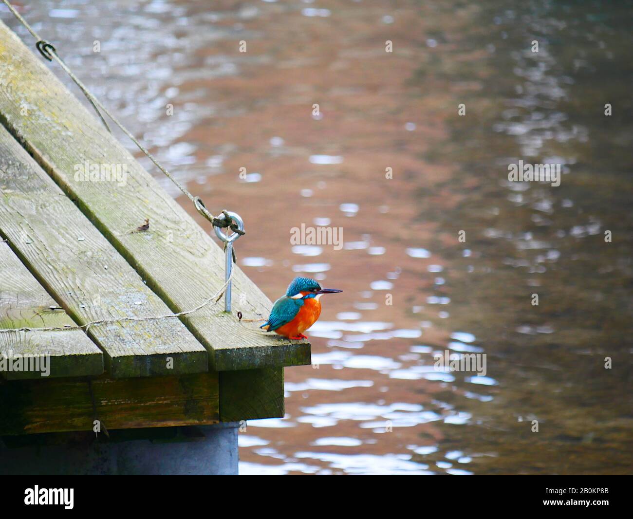 Ulm, Germany: A kingfisher in the fishermen quartier ('Fischerviertel') Stock Photo