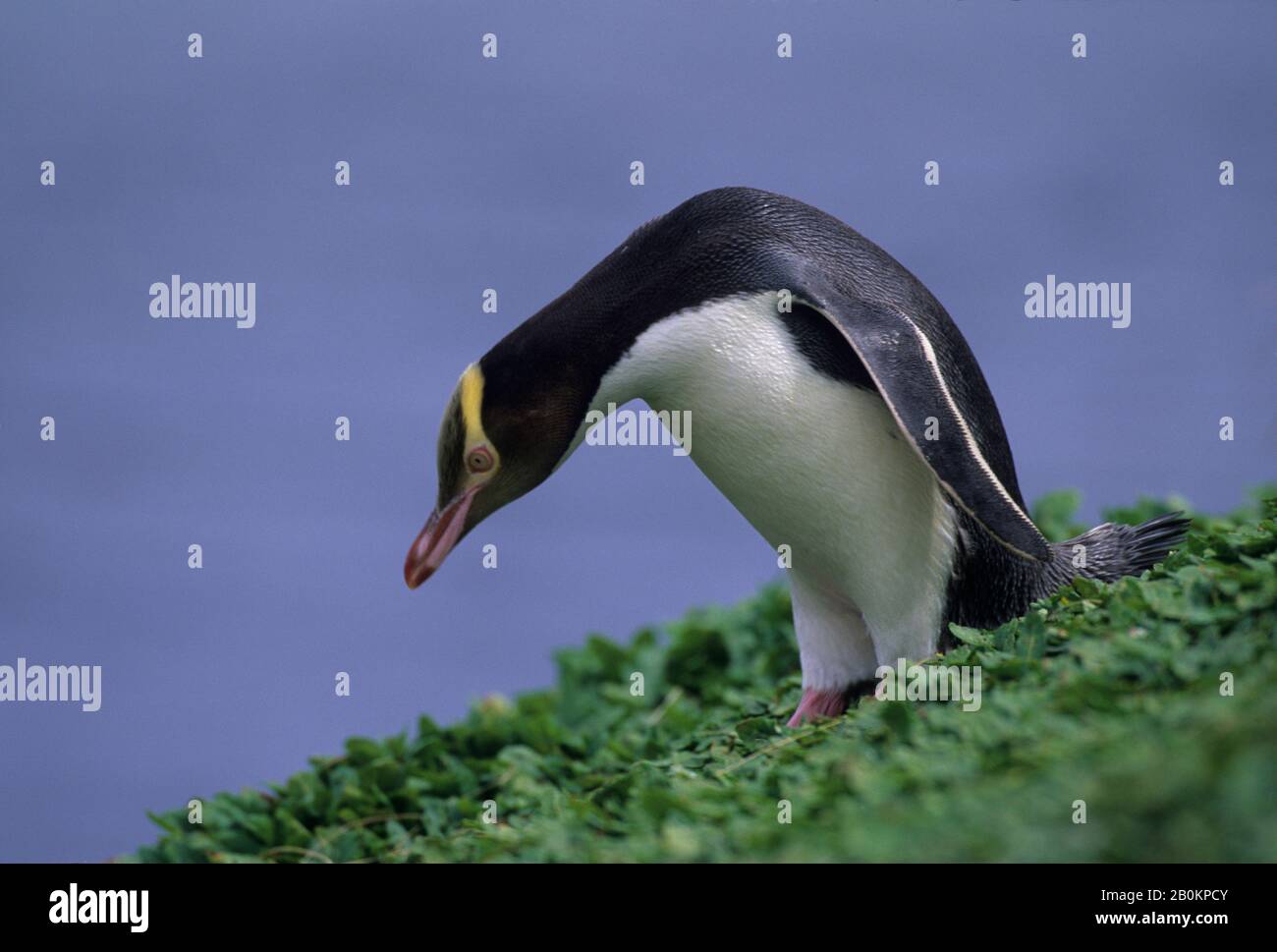 SUBANTARCTIC NEW ZEALAND, AUCKLAND ISLANDS, ENDERBY ISLAND, YELLOW-EYED PENGUIN Stock Photo