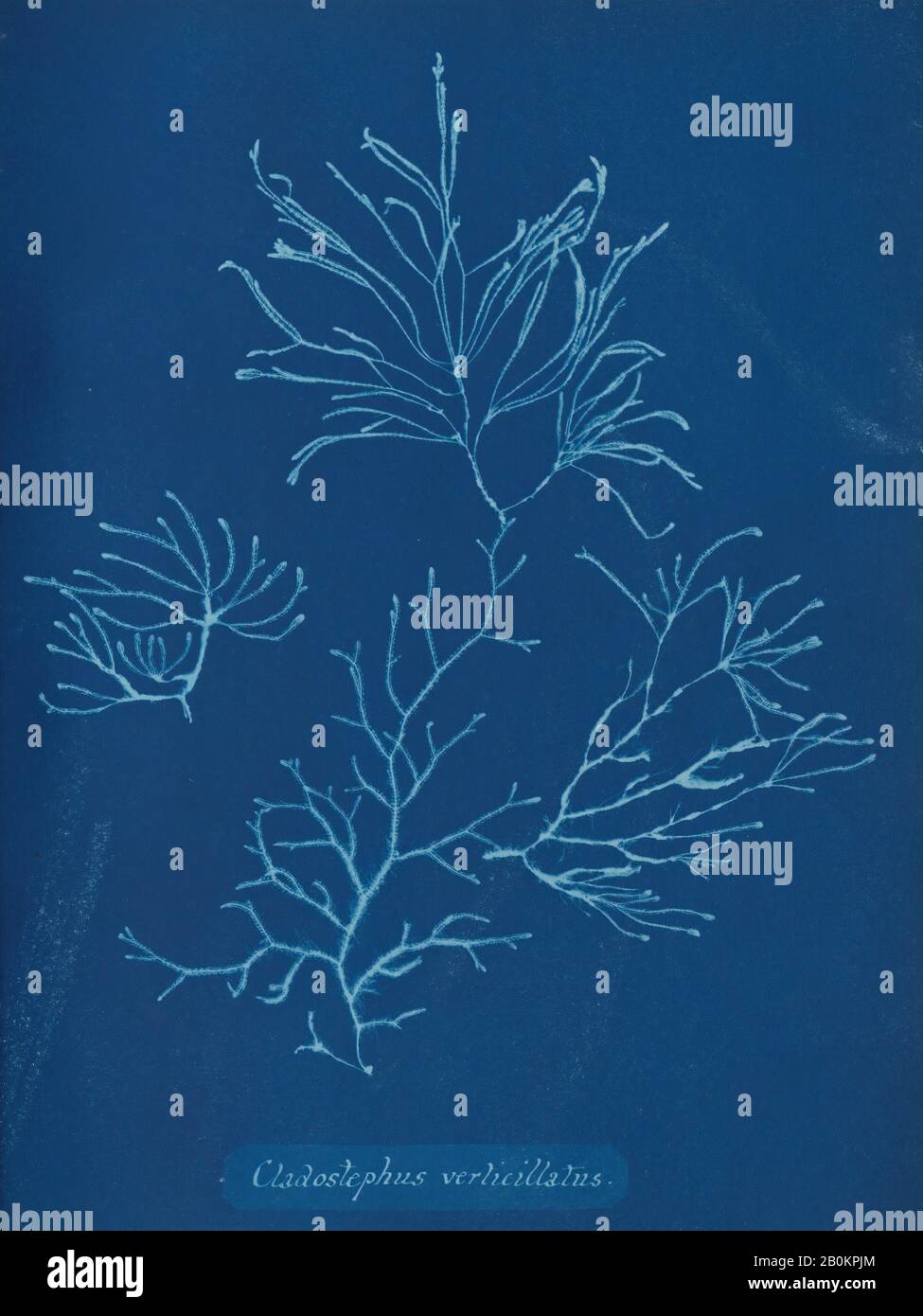 Anna Atkins, Cladostephus verticillatus, Anna Atkins (British, 1799–1871), ca. 1853, Cyanotype, Image: 25.3 x 20 cm (9 15/16 x 7 7/8 in.), Photographs Stock Photo