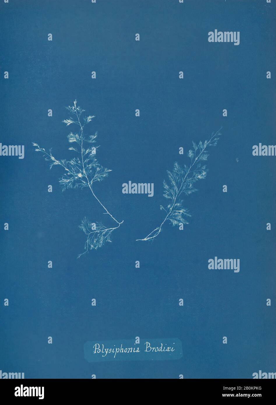 Anna Atkins, Polysiphonia Brodiæi, Anna Atkins (British, 1799–1871), ca. 1853, Cyanotype, Image: 25.3 x 20 cm (9 15/16 x 7 7/8 in.), Photographs Stock Photo