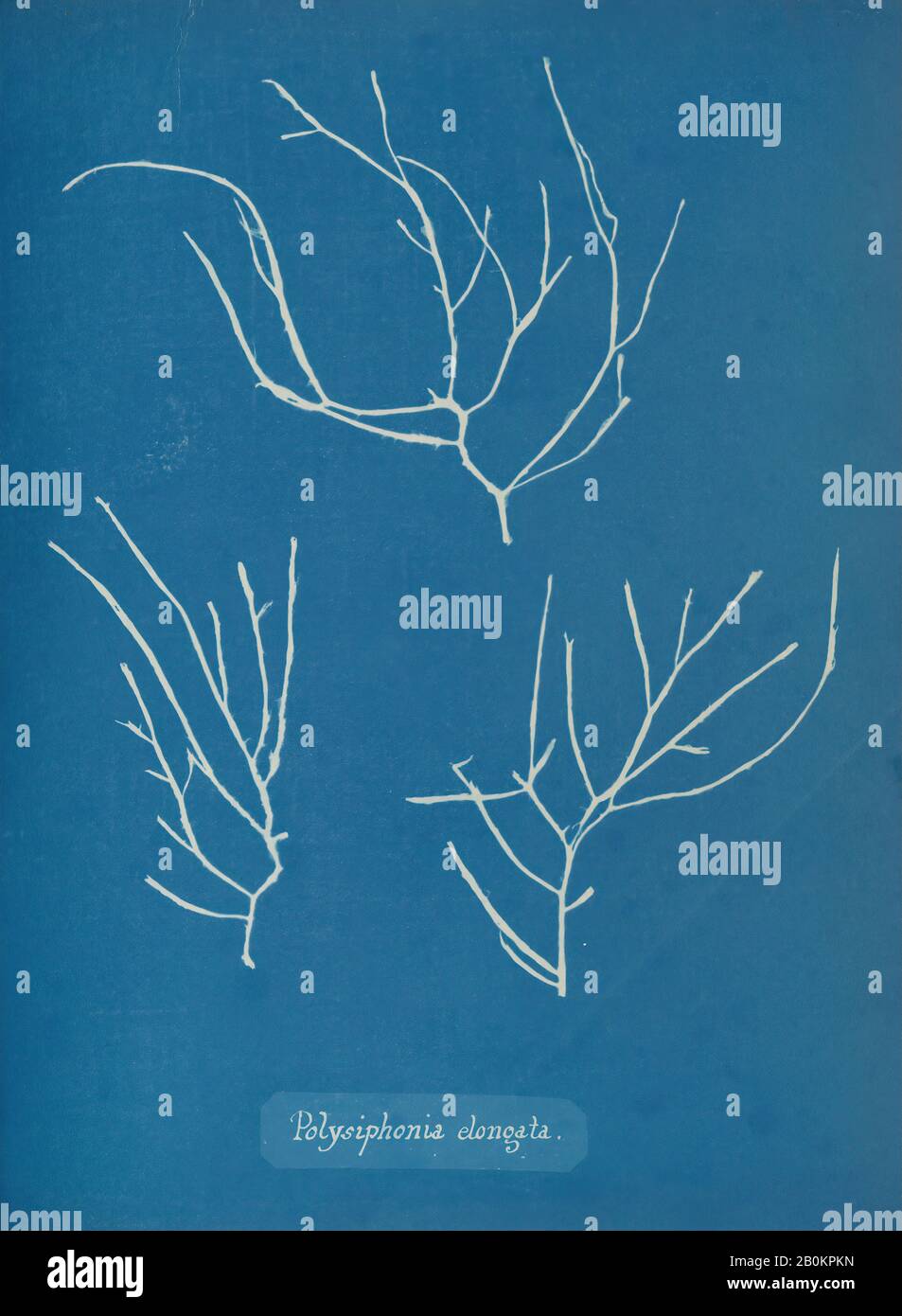 Anna Atkins, Polysiphonia elongata, Anna Atkins (British, 1799–1871), ca. 1853, Cyanotype, Image: 25.3 x 20 cm (9 15/16 x 7 7/8 in.), Photographs Stock Photo