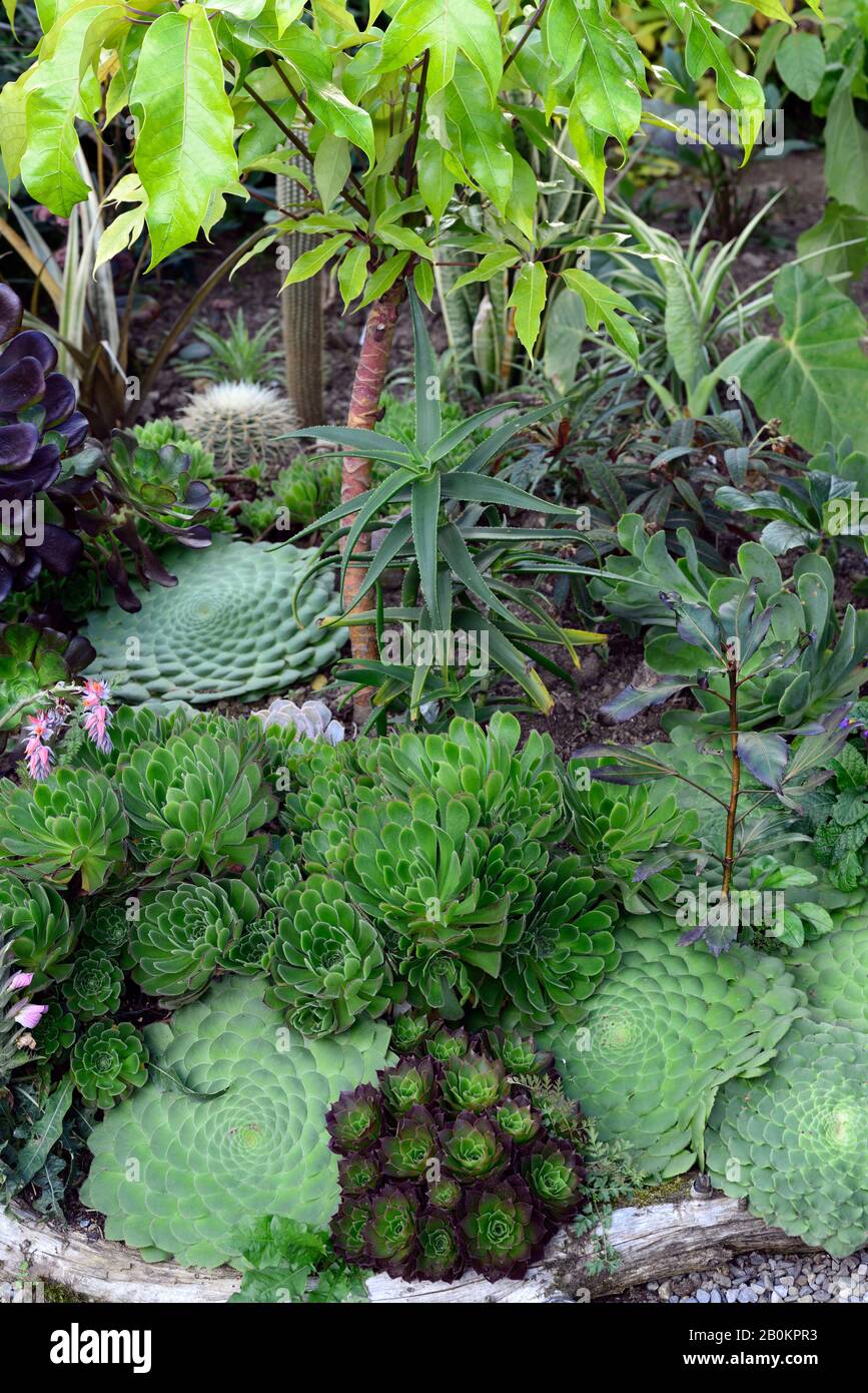 Plant displays hi-res stock photography and images - Alamy
