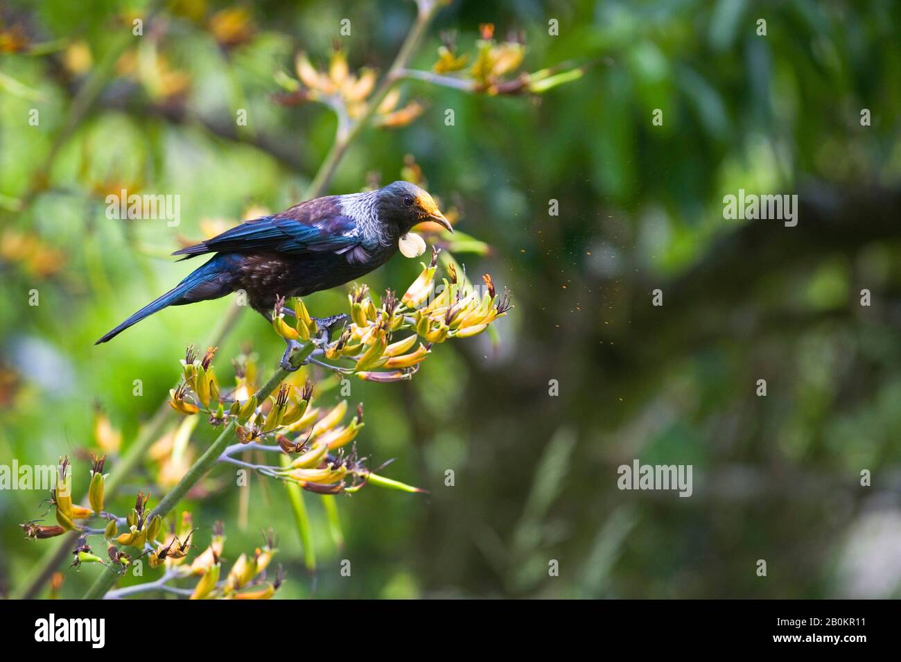 NEW ZEALAND, NORTH ISLAND, NEAR WELLINGTON, KARORI WILDLIFE SANCTUARY, TUI (Prosthemadera novaeseelandiae) ON FLAX FLOWER, FEEDING ON NECTAR Stock Photo