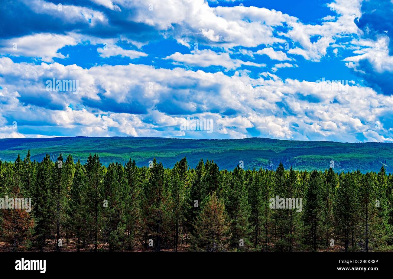 Overlooking green pine forest with green mountains beyond under blue skies with white clouds. Stock Photo