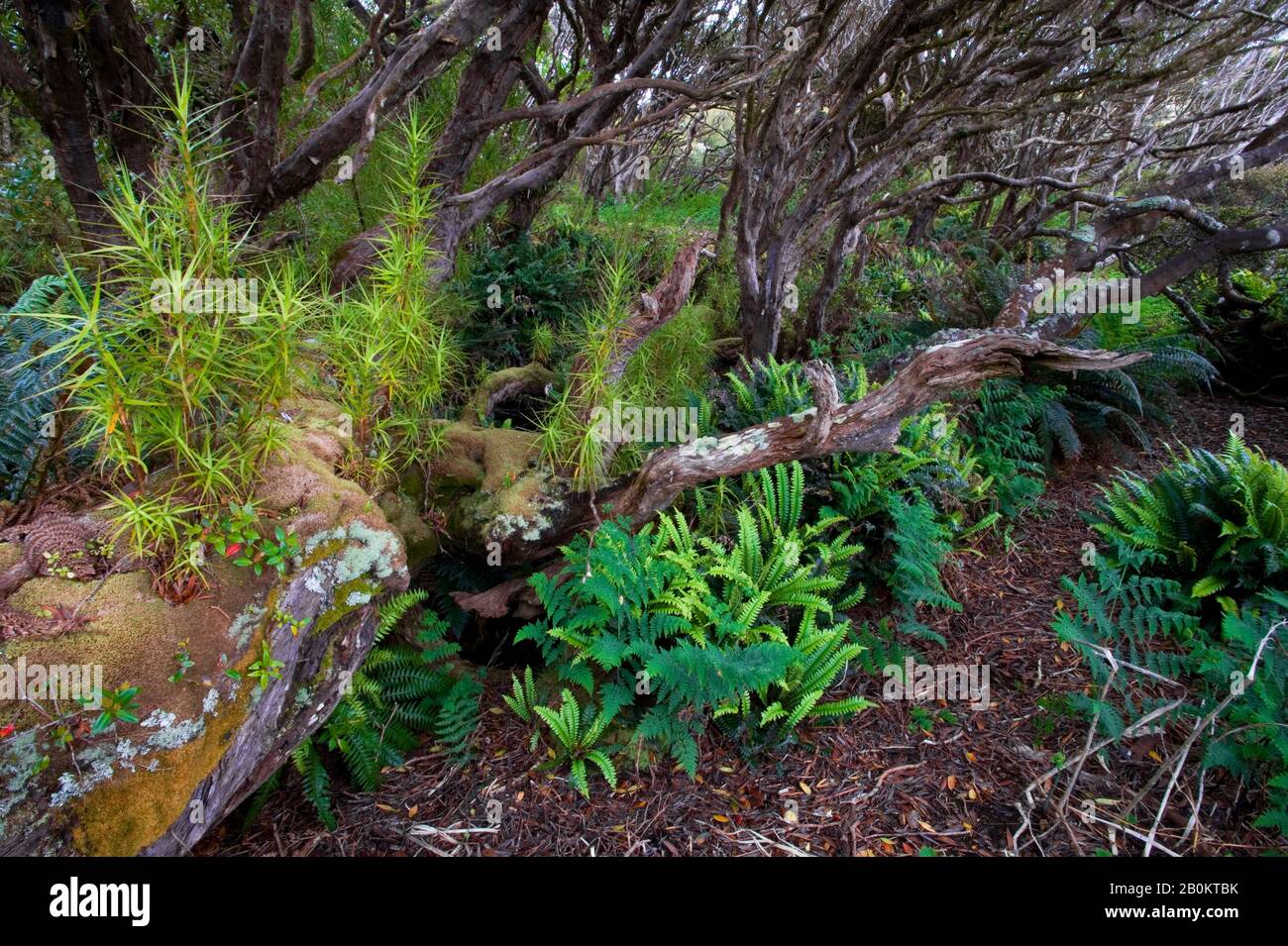 Rata Tree High Resolution Stock Photography and Images - Alamy