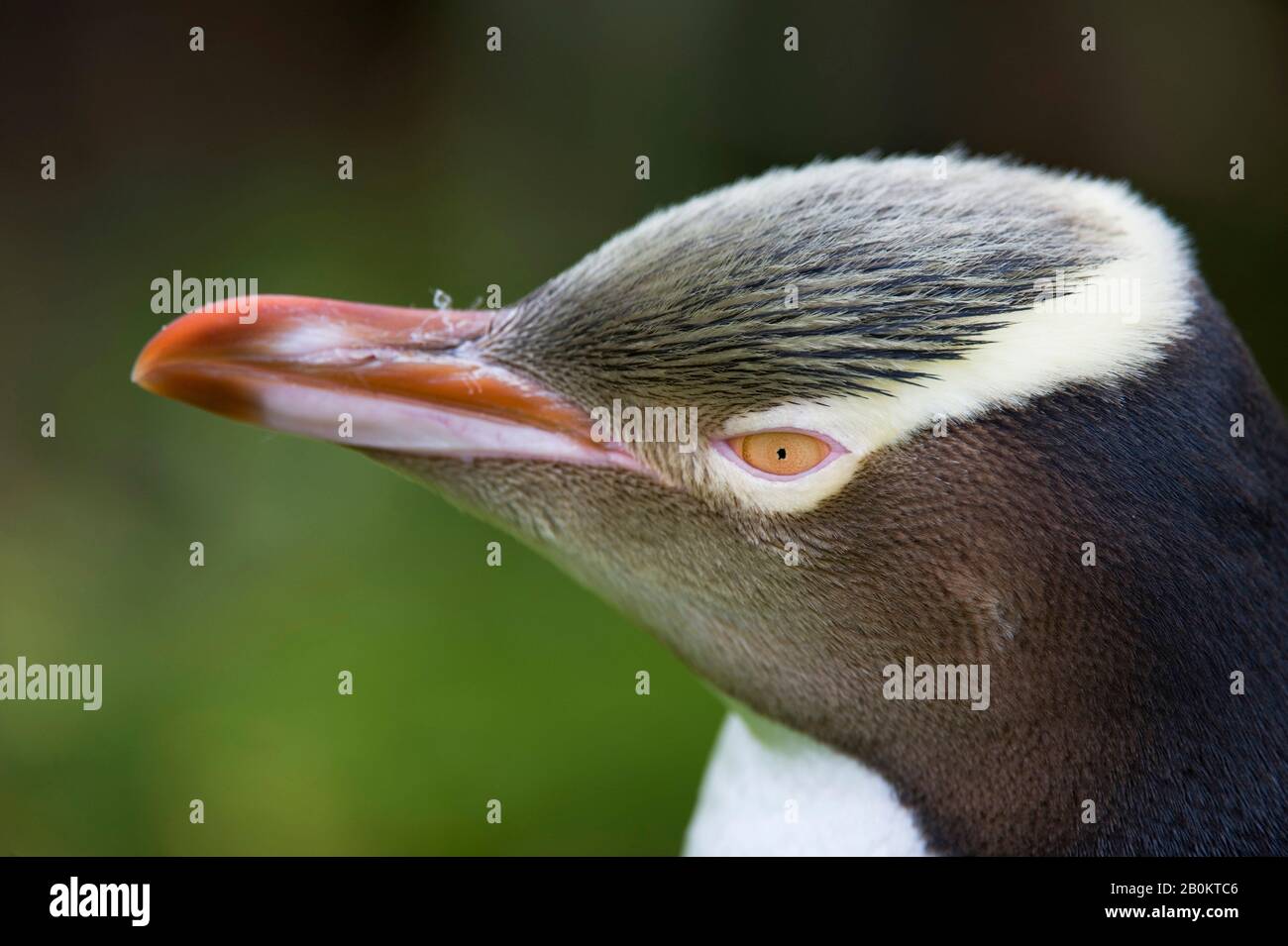 NEW ZEALAND, SUBANTARCTICA, ENDERBY ISLAND, YELLOW-EYED PENGUIN (Megadyptes antipodes), CLOSE-UP Stock Photo