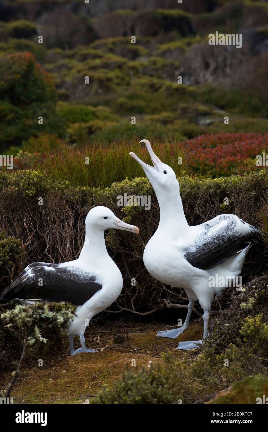 NEW ZEALAND, SUBANTARCTICA, ENDERBY ISLAND, SOUTHERN ROYAL ALBATROSS