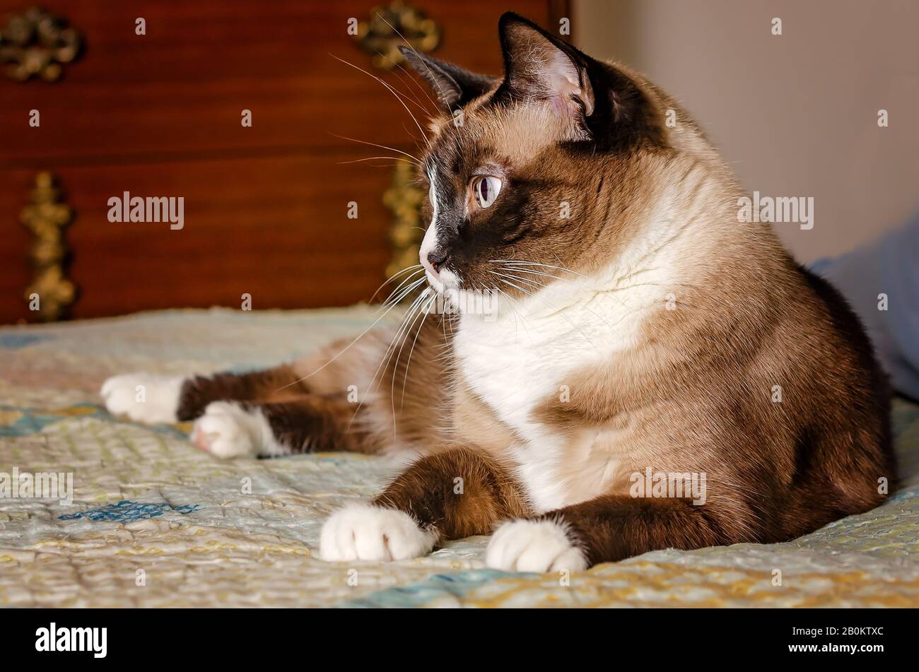 Siamese Snowshoe Hi Res Stock Photography And Images Alamy