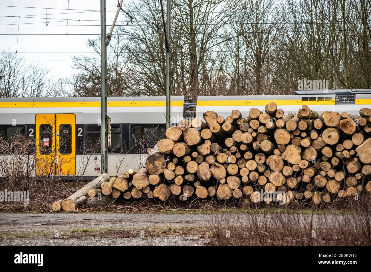 Trees felled after hurricane Sabine, February 2020, along the railway line between Duisburg and DŸsseldorf, Stock Photo