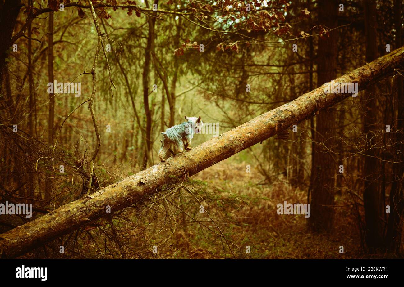 Alone Yorkshire terrier dog walking on inclined tree trunk and courageously exploring wild forest world. Stock Photo