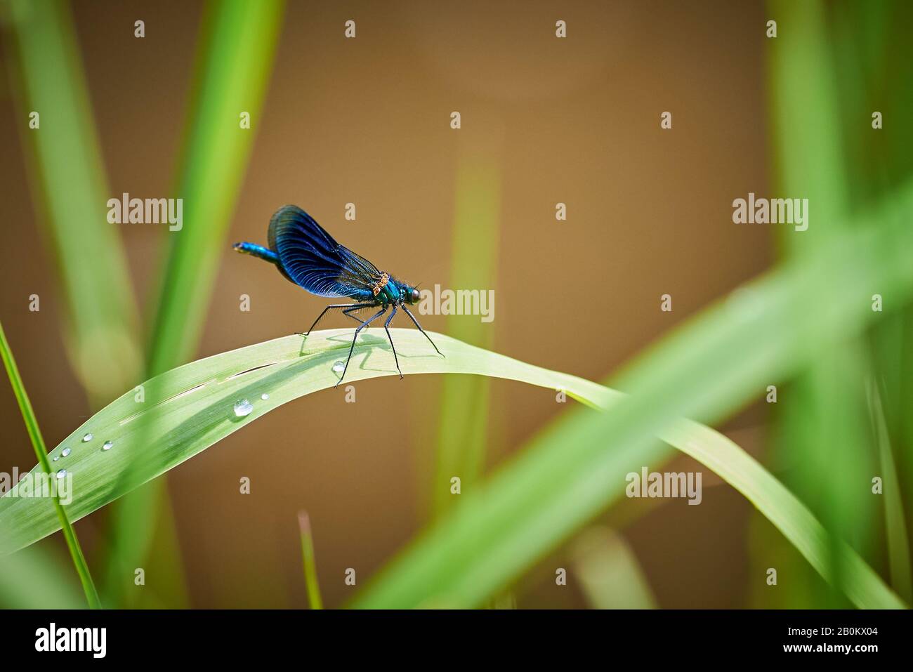 Blue Damselfly Insect sitting on a leaf Stock Photo