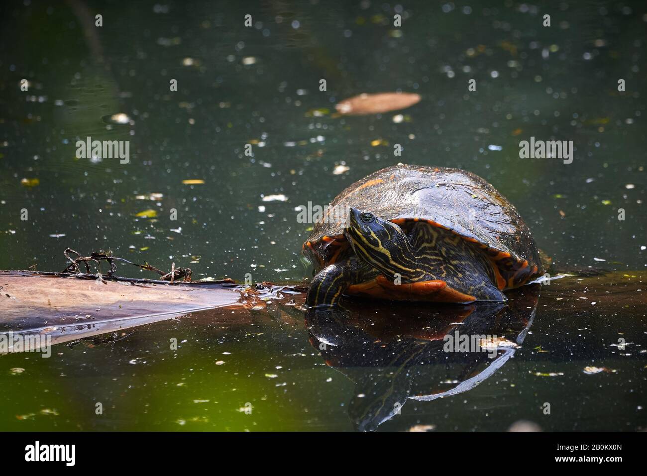 Yellow bellied slider underwater hires stock photography and images