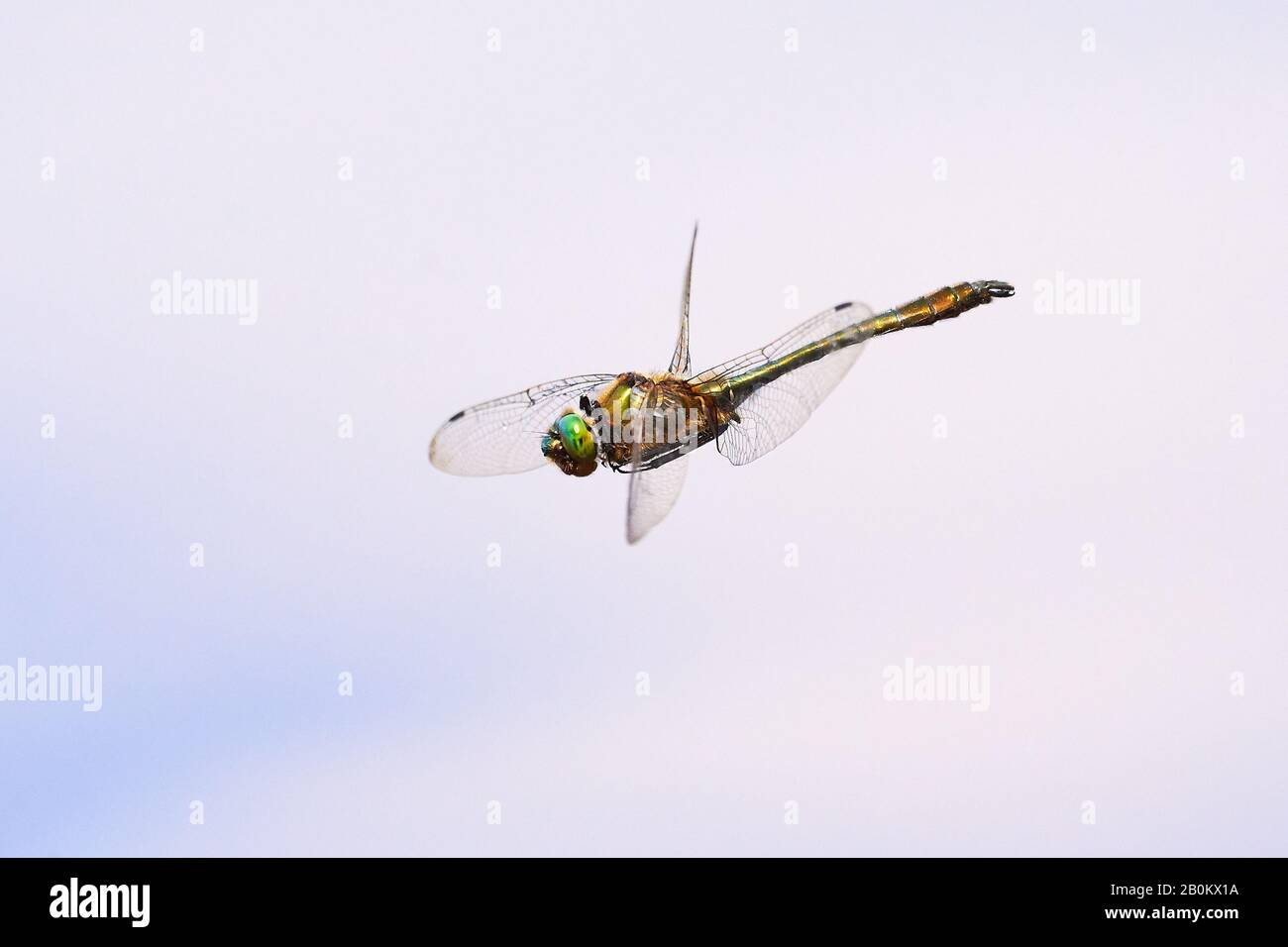Dragonfly Insect in flight, blue sky background Stock Photo
