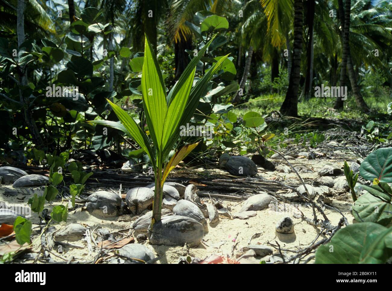 Young coconut palm tree sprout hires stock photography and images Alamy
