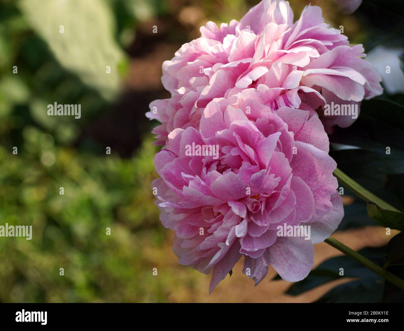 Peony  The Fawn. Double pink peony flower. Paeonia lactiflora (Chinese peony or common garden peony). Stock Photo