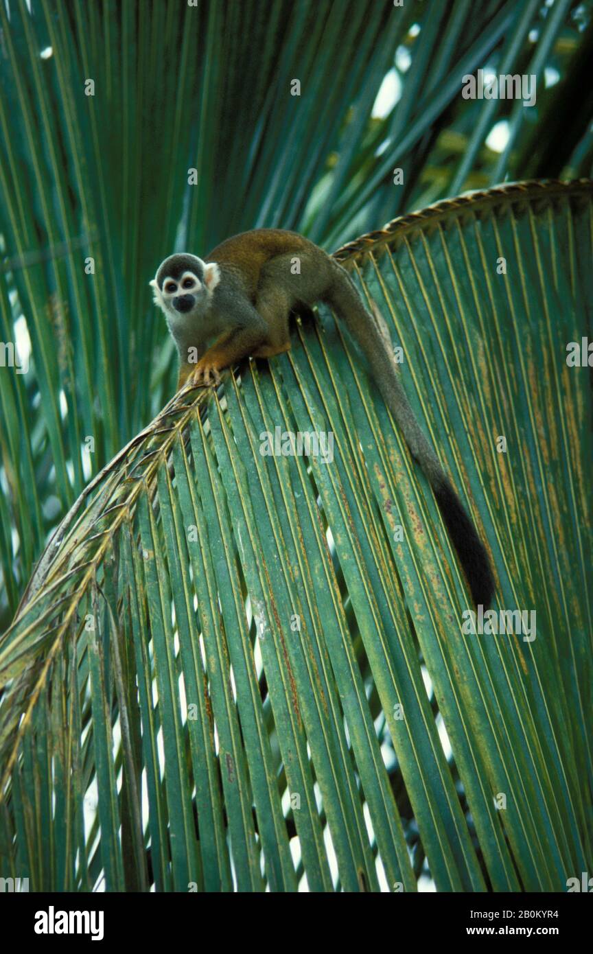 MONKEYS × Polee さるぼっくりー Squirrel Monkey | Sacramento Zoo