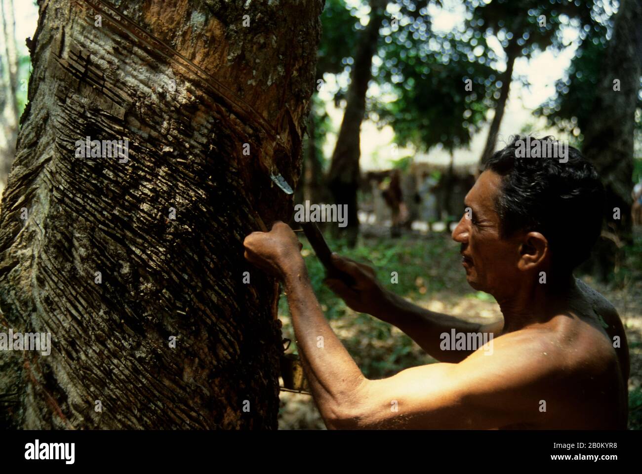 Rubber tree amazon hires stock photography and images Alamy