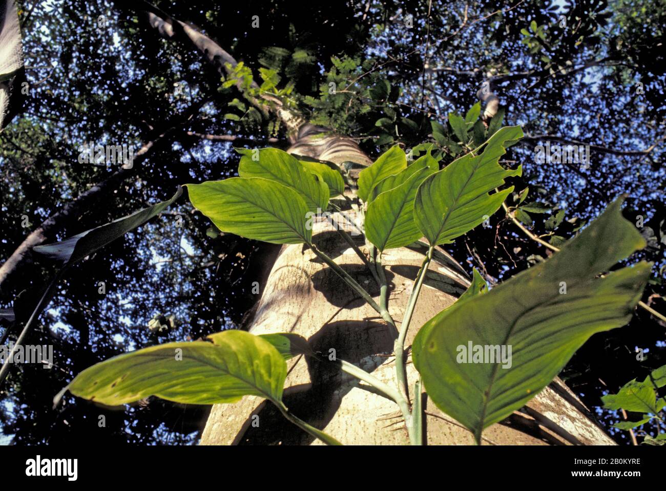 Amazon rain forest plant hi-res stock photography and images