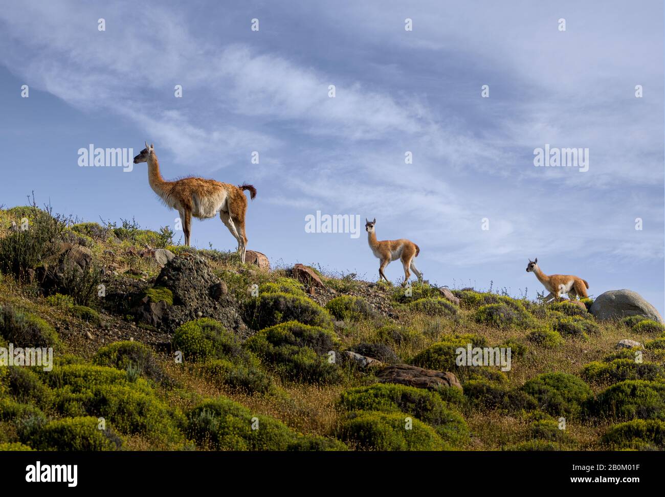 Family of 3 Guanacos with youngs walking by on ridgeline in Patagonia Stock Photo