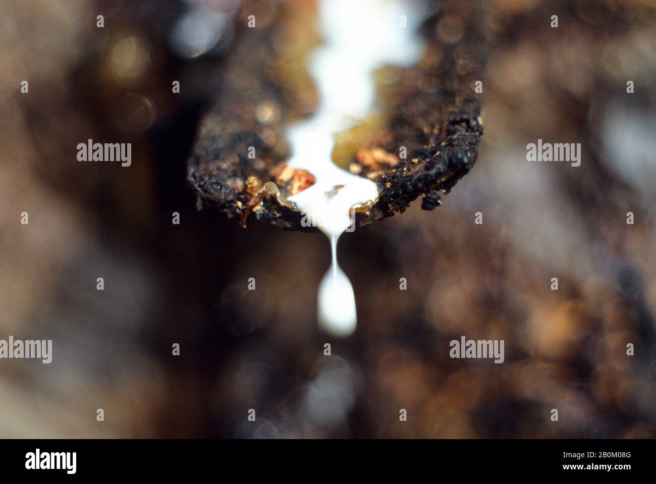 AMAZON, RUBBER TREE PLANTATION, HARVESTING RUBBER Stock Photo Alamy