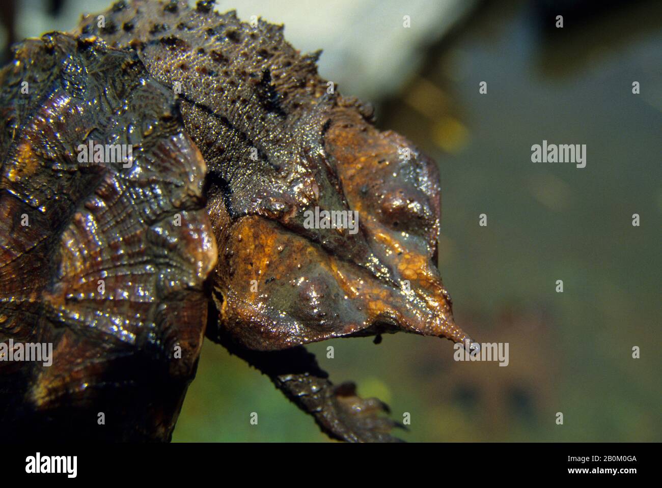 AMAZON RAIN FOREST, MATA MATA TURTLE Stock Photo