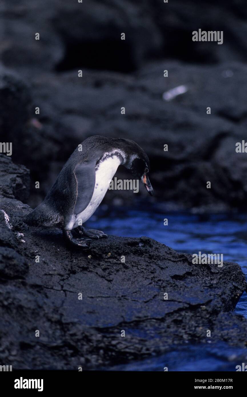 Galapagos islands ecuador penguin hi-res stock photography and images ...