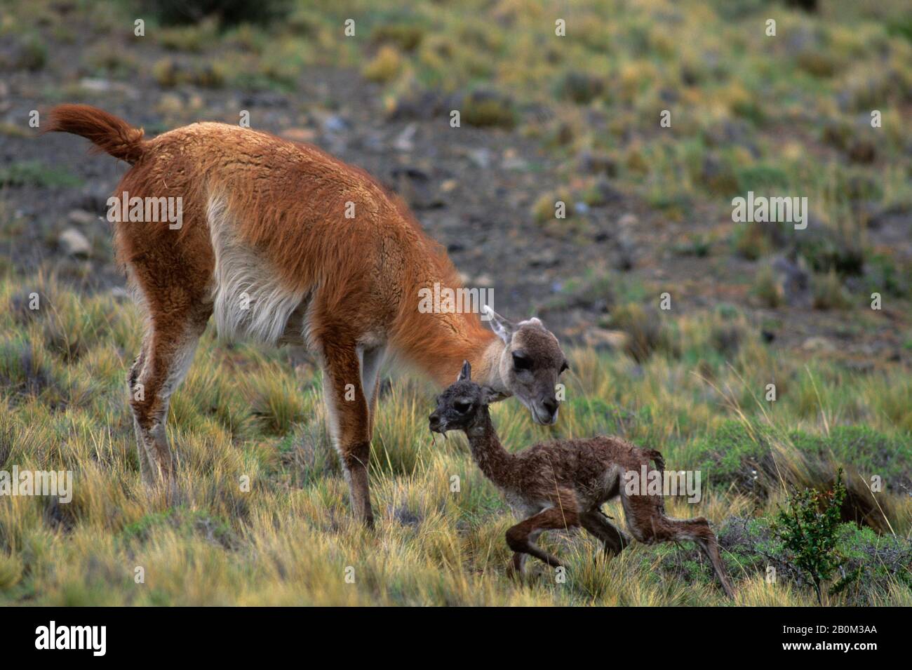 CHILE, TORRES DEL PAINE NAT'L PARK, GUANACOS, MOTHER W/NEWBORN, FIRST STEPS 30 MIN. AFTER BIRTH Stock Photo