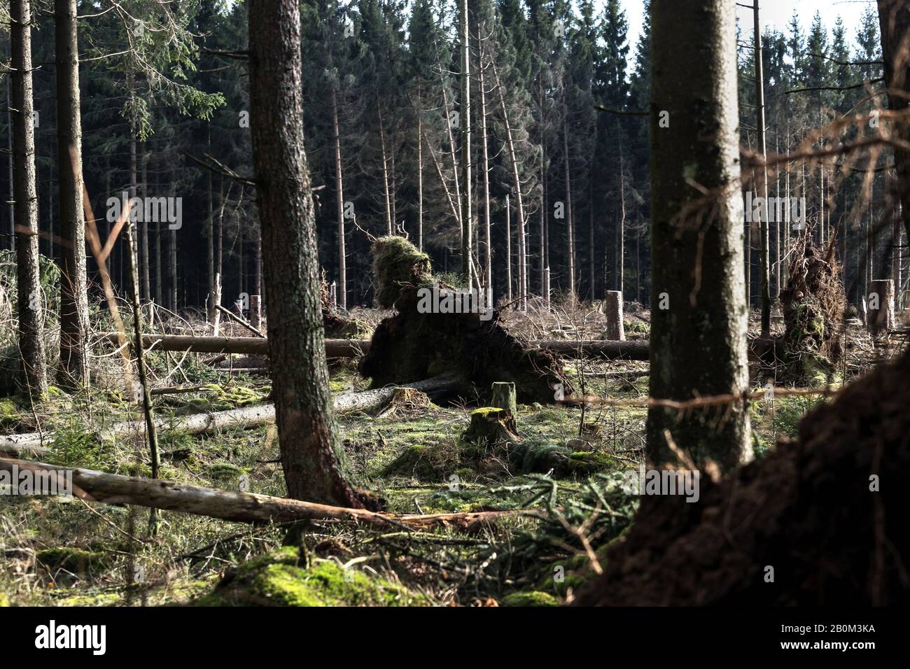 Forst damage hi-res stock photography and images - Alamy