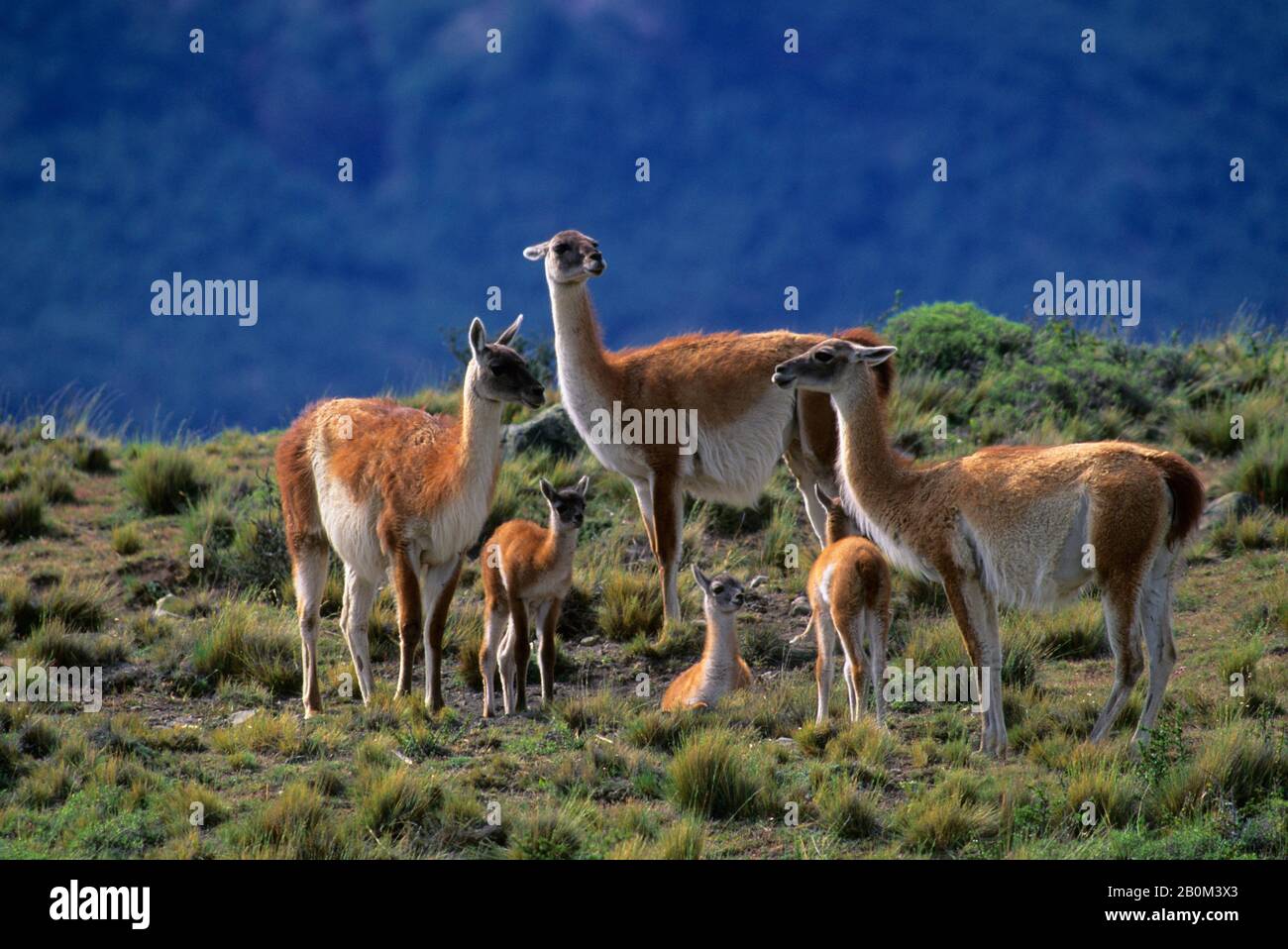 CHILE, TORRES DEL PAINE NAT'L PARK, GUANACOS, FAMILY GROUP WITH BABIES (CHULENGOS) Stock Photo