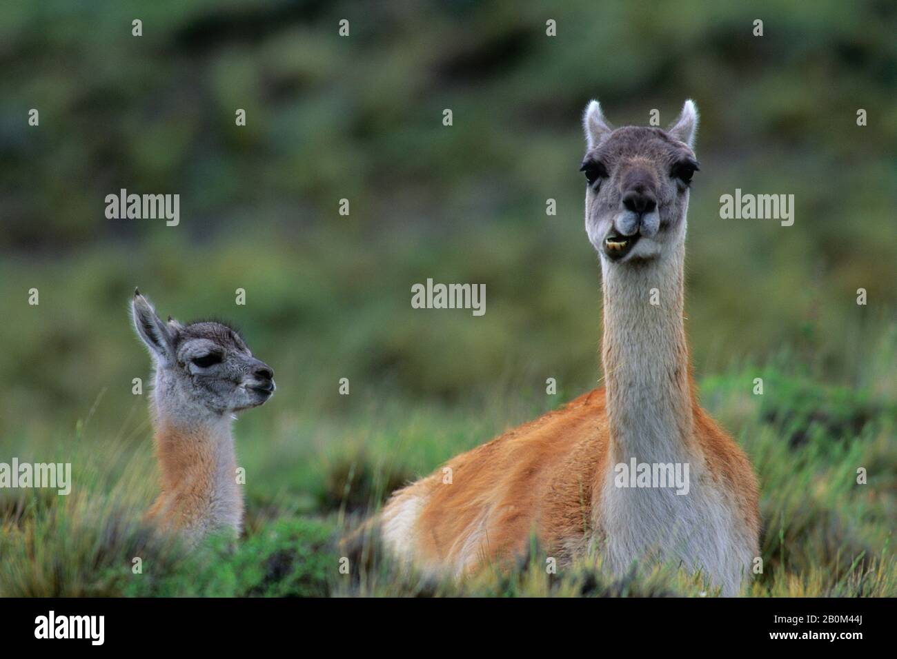 CHILE, TORRES DEL PAINE NAT'L PARK, GUANACOS, MOTHER WITH BABY, MOTHER