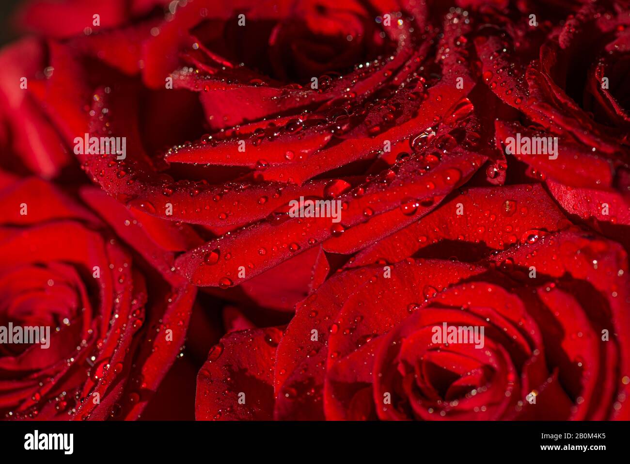 Background for a postcard for March 8. Macro photo of a rose with water droplets. Selective focus macro shot with shallow DOF Stock Photo