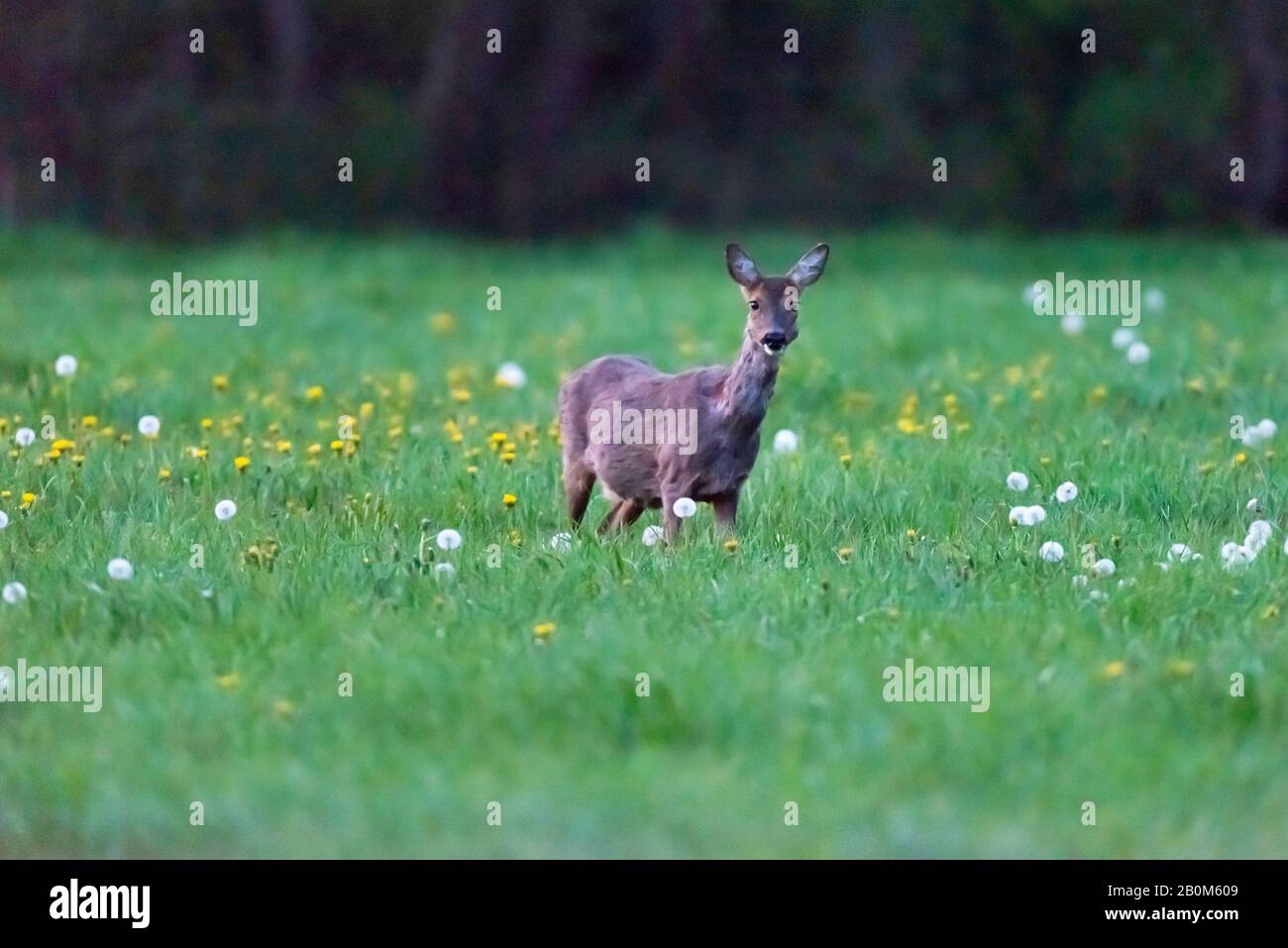 Roe deer eating dandelions in spring Stock Photo Alamy