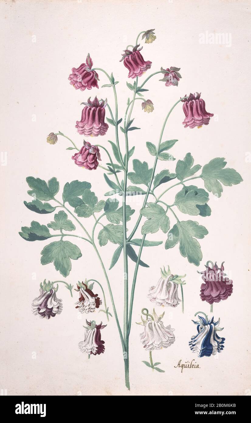 Pieter Holsteyn II, A Columbine or Granny's Bonnet (Aquilegia), with Additional Studies of Flowers, Pieter Holsteyn II (Dutch, Haarlem, ca. 1614–1673/83), mid-17th–late 17th century, Brush and gray ink, watercolor, gouache, Sheet: 12 3/4 × 8 1/4 in. (32.4 × 21 cm), Drawings Stock Photo