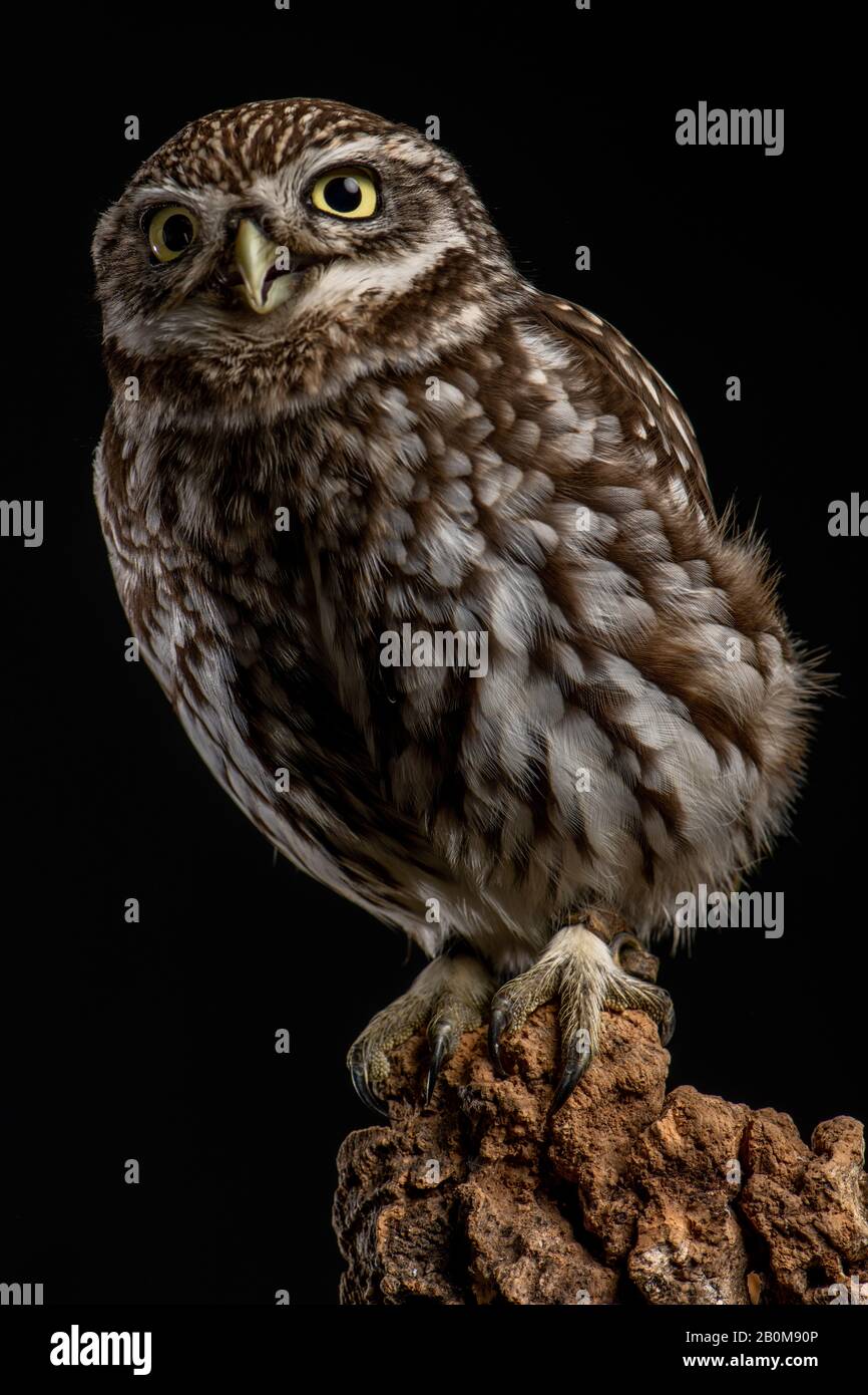 Little Owl (Athene noctua Stock Photo Alamy