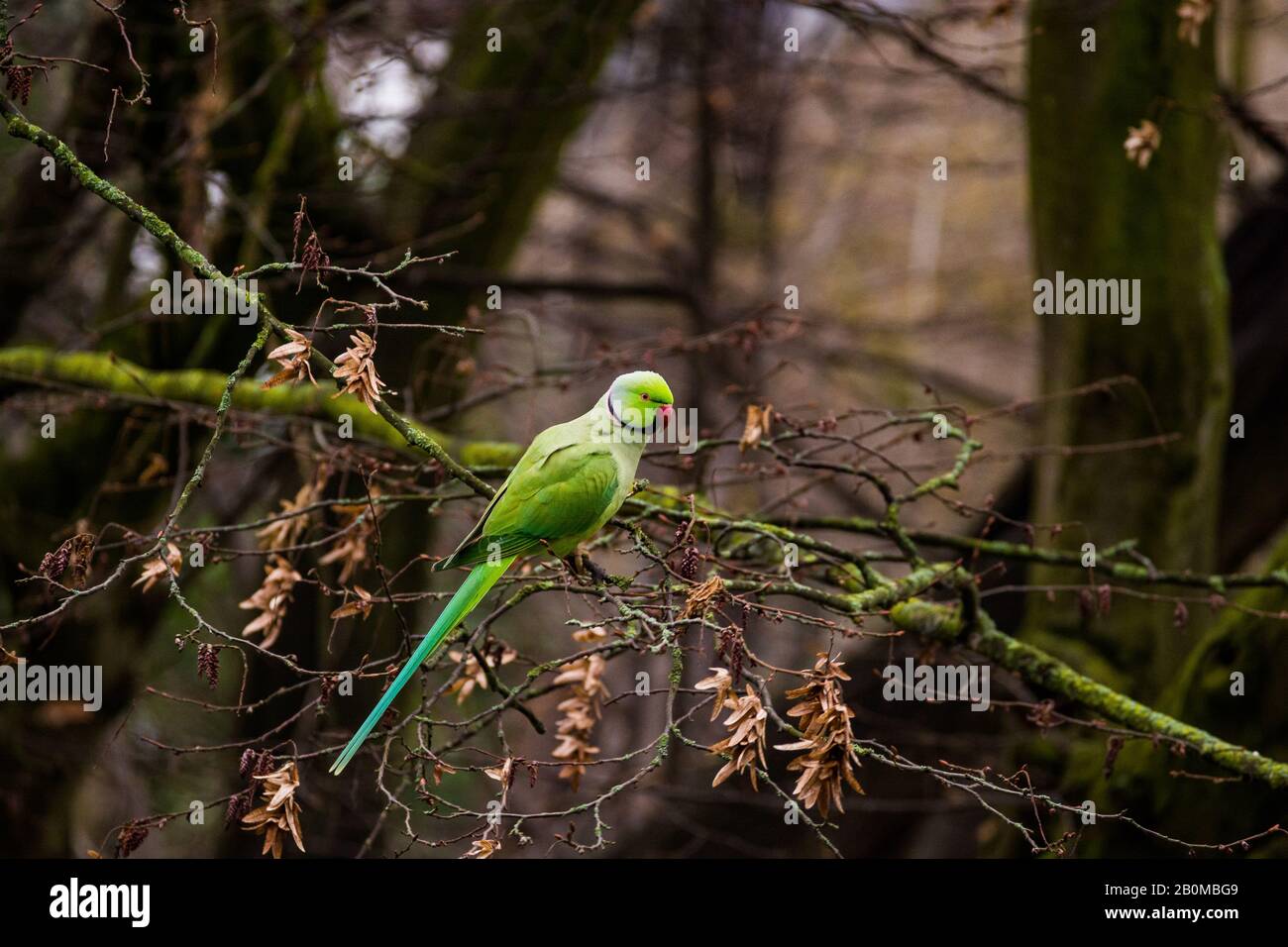 Green exotic parrot escaped and living in the city park of Utrecht, Netherlands Stock Photo