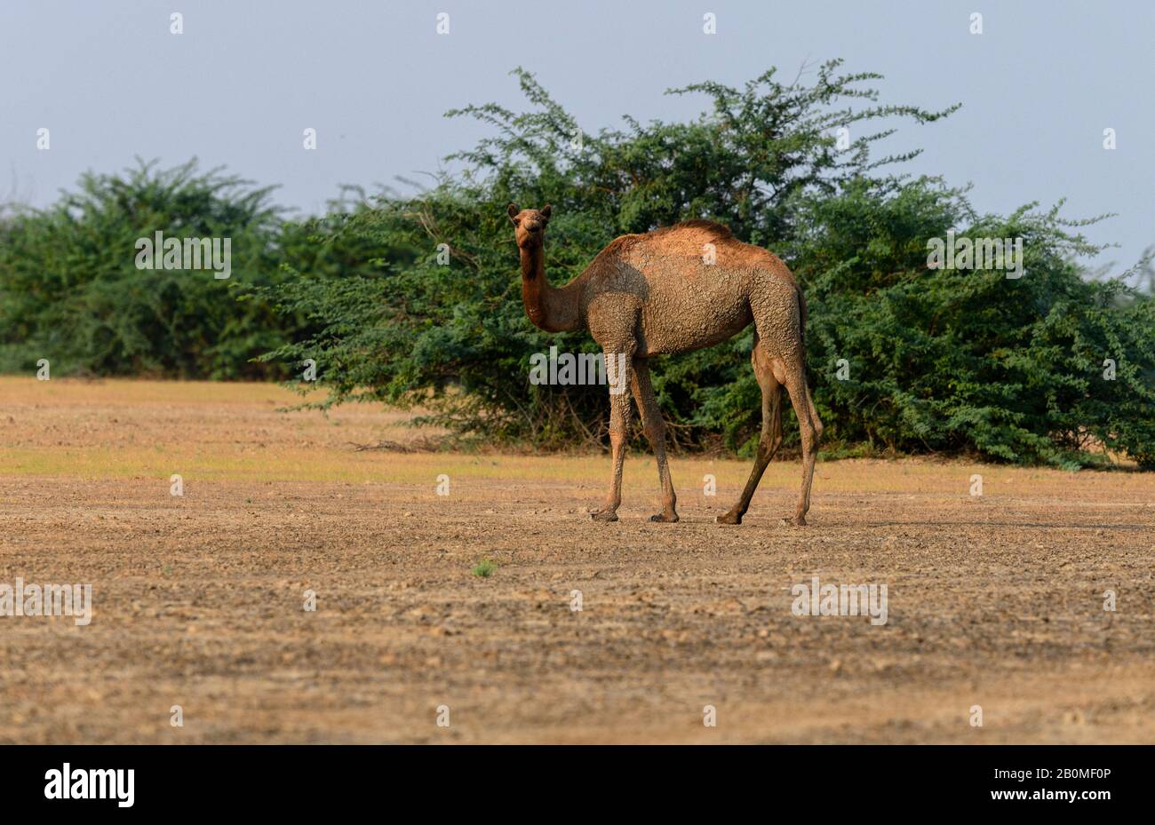 Camels are known as ship of the desert. The villagers inside desert area  keep camels as domestic animals and earn their livelihood through this  animal Stock Photo - Alamy