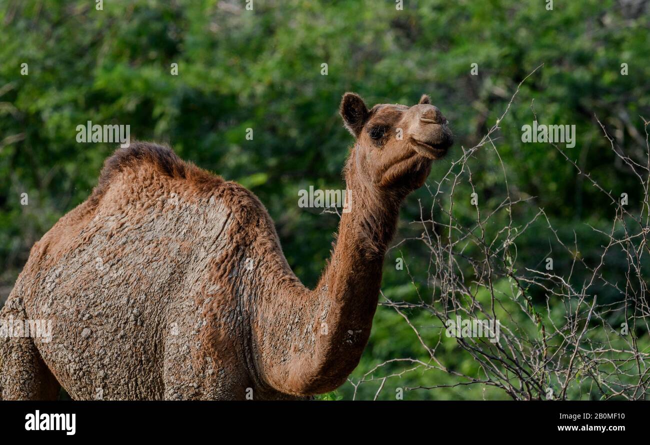 Camels are known as ship of the desert. The villagers inside desert area  keep camels as domestic animals and earn their livelihood through this  animal Stock Photo - Alamy