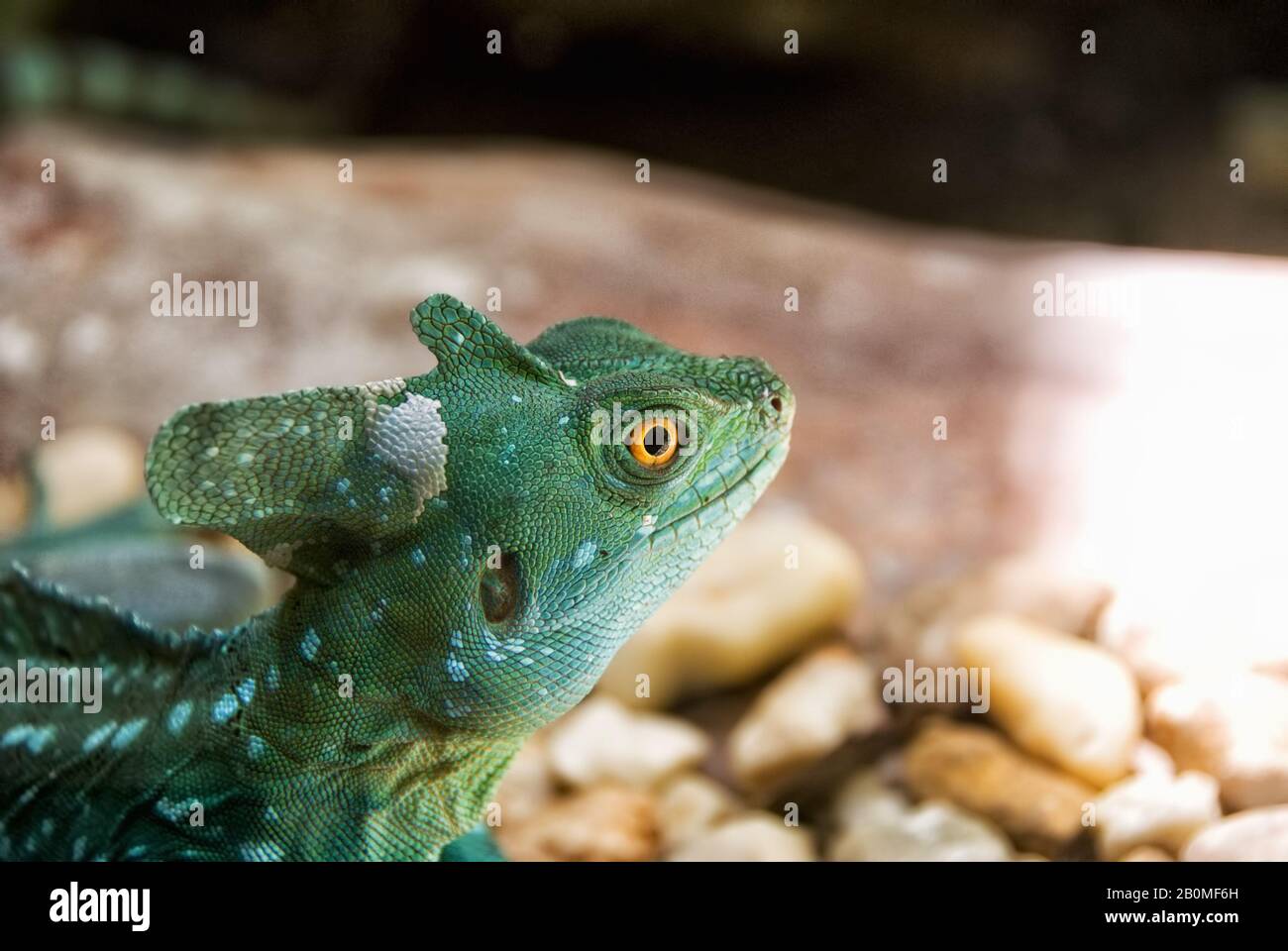 Basilisk or dragon hires stock photography and images Alamy