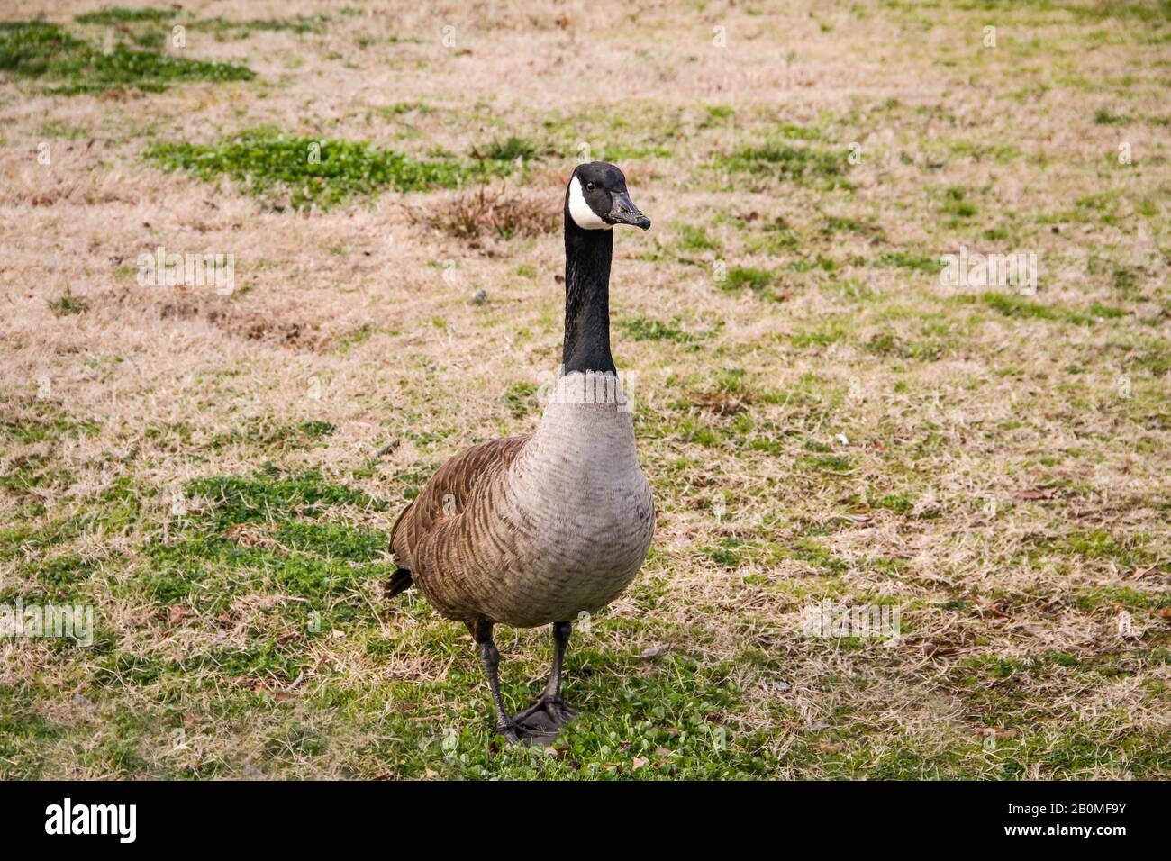The ubiquitous Canada Goose is frequently found exploring urban parks and  waterways on its migratory path Stock Photo - Alamy